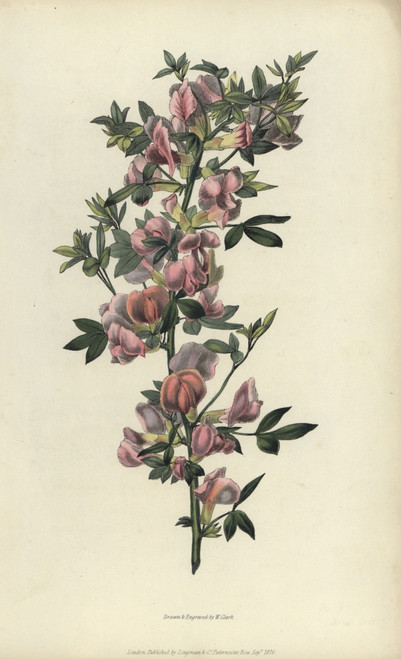 Purple Broom  Cytisus Purpureus Poster Print By ® Florilegius / Mary Evans - Item # VARMEL10936772