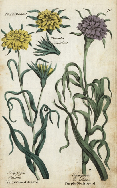 Yellow Goatsbeard And Salsify Poster Print By ® Florilegius / Mary Evans - Item # VARMEL10935970