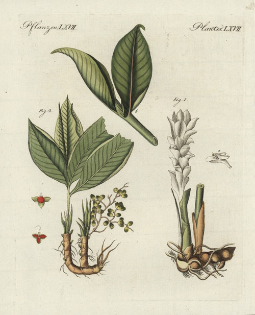 Zedoary And Grains Of Paradise Poster Print By ® Florilegius / Mary Evans - Item # VARMEL10934775