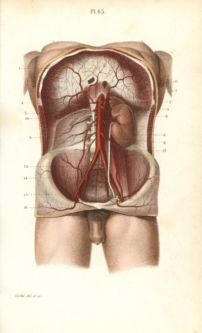 Circulatory System To The Abdomen Poster Print By ® Florilegius / Mary Evans - Item # VARMEL10939620