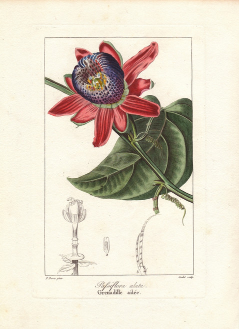 Winged-Stem Passion Flower  Passiflora Alata Poster Print By ® Florilegius / Mary Evans - Item # VARMEL10934701