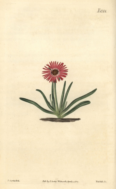 Purple-Eyed Fig Marigold  Mesembryanthemum Tricolor Poster Print By ® Florilegius / Mary Evans - Item # VARMEL10936016