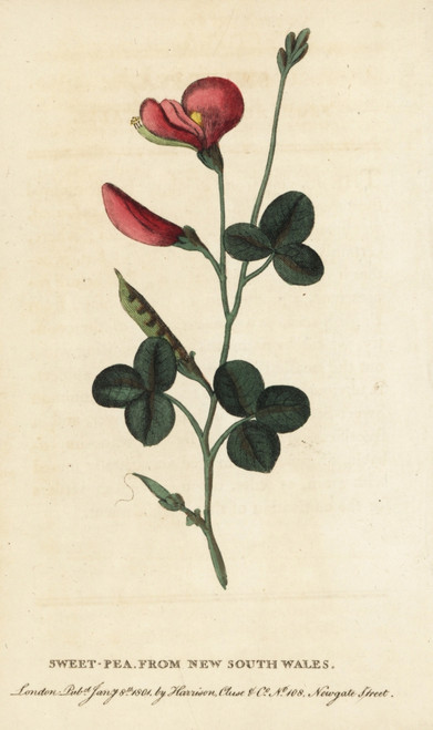 Sweetpea  Lathyrus Odoratus Poster Print By ® Florilegius / Mary Evans - Item # VARMEL10937810