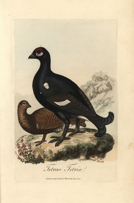 Black Grouse Or Blackgame Bird  Tetrao Tetrix Poster Print By ® Florilegius / Mary Evans - Item # VARMEL10937414