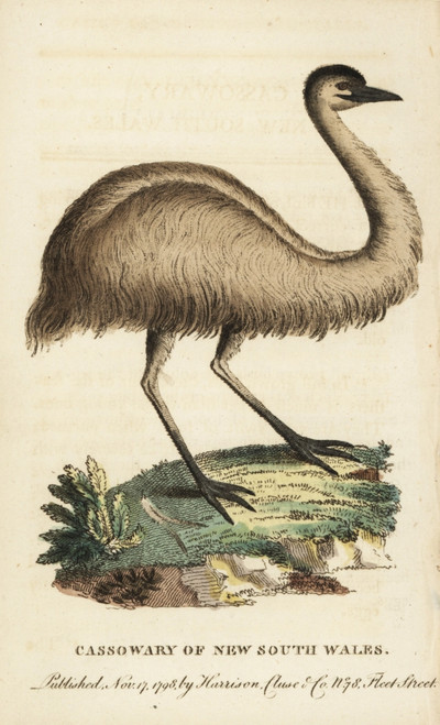 Juvenile Cassowary Of New South Wales  Casuarius Casuarius Poster Print By ® Florilegius / Mary Evans - Item # VARMEL10937886