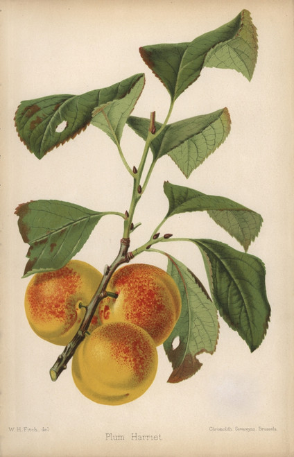 Plum Cultivar  Harriet  Prunus Domestica Poster Print By ® Florilegius / Mary Evans - Item # VARMEL10936669