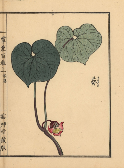 Japanese Wild Ginger  Asarum Caulescens Maxim Poster Print By ® Florilegius / Mary Evans - Item # VARMEL10938701