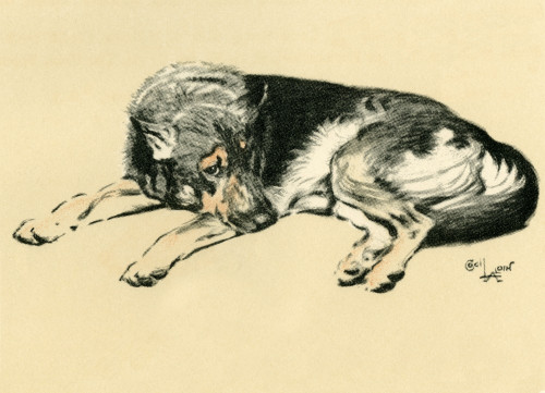 Illustration By Cecil Aldin  Alsatian Lying Down Poster Print By Mary Evans Picture Library - Item # VARMEL10980859