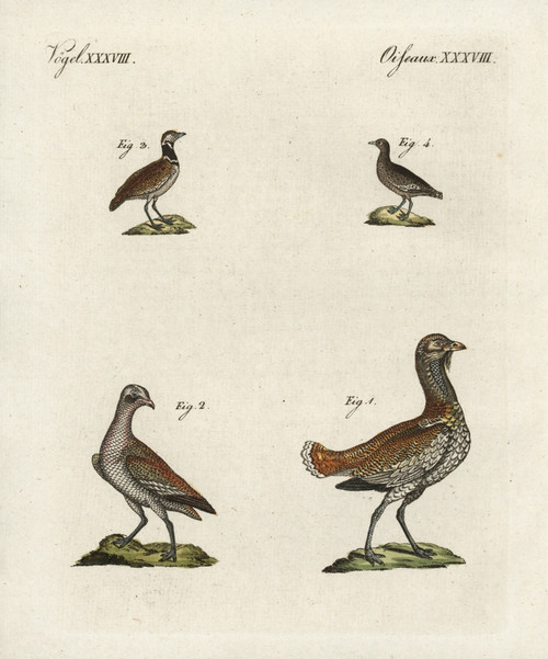 Great Bustard And Little Bustard Poster Print By ® Florilegius / Mary Evans - Item # VARMEL10934746