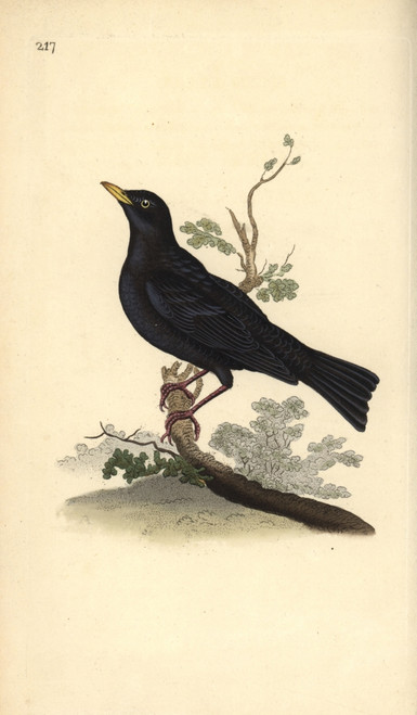 Eurasian Blackbird  Turdus Merula Poster Print By ® Florilegius / Mary Evans - Item # VARMEL10936334