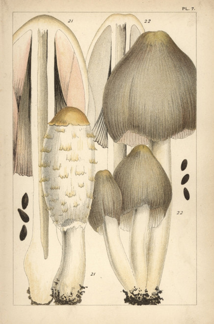 Shaggy Ink Cap And Common Ink Cap Mushroom Poster Print By ® Florilegius / Mary Evans - Item # VARMEL10936599