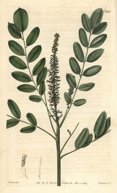 Dwarf Bastard Indigo  Amorpha Nana Poster Print By ® Florilegius / Mary Evans - Item # VARMEL10935991