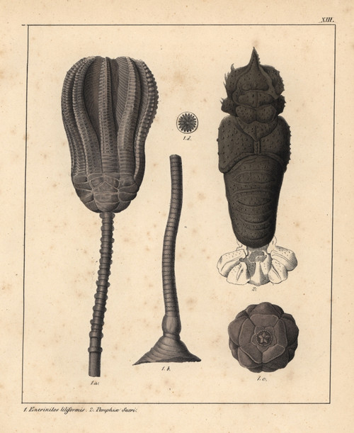 Lily Encrinite  Encrinites Liliformis  Andà Poster Print By ® Florilegius / Mary Evans - Item # VARMEL10941089