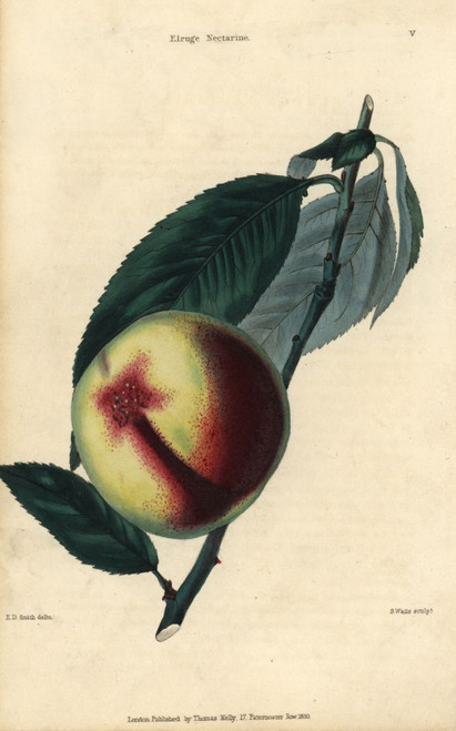 Fruit And Leaves Of The Elruge Nectarine  Prunus Persica Poster Print By ® Florilegius / Mary Evans - Item # VARMEL10939380
