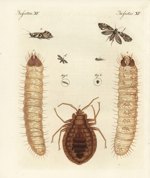European Grain Moth And Common Bed Bug Poster Print By ® Florilegius / Mary Evans - Item # VARMEL10934753