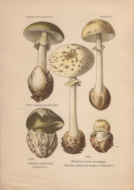 Death Cap Mushroom  Amanita Phalloides  Andà Poster Print By ® Florilegius / Mary Evans - Item # VARMEL10936425