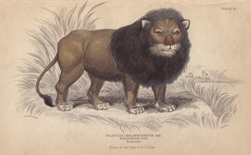 Cape Or Black-Maned Lion  Panthera Leo Melanochaitaà Poster Print By ® Florilegius / Mary Evans - Item # VARMEL10938829
