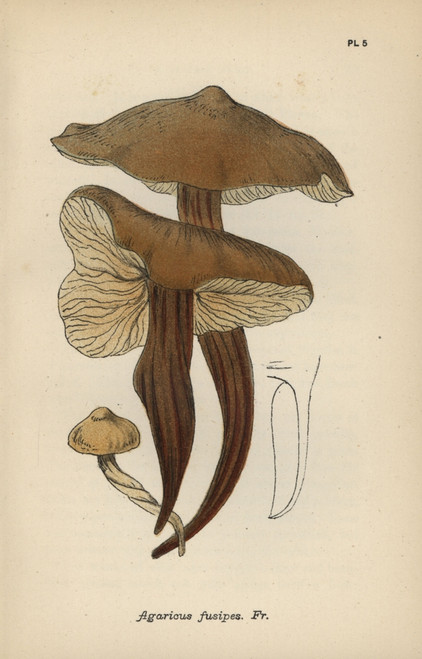 Spindle Stem  Agaricus Fusipes Poster Print By ® Florilegius / Mary Evans - Item # VARMEL10935585