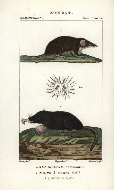 Common Shrew  Sorex Araneus  And Star-Nosedà Poster Print By ® Florilegius / Mary Evans - Item # VARMEL10939068