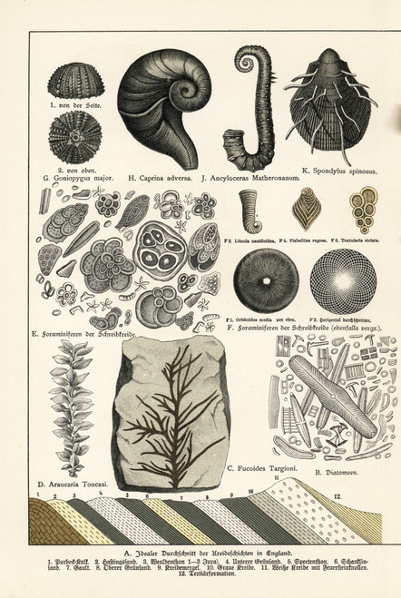 Fossils Of Diatoms  Foraminifera  Ferns And Mollusks Poster Print By ® Florilegius / Mary Evans - Item # VARMEL10941181 Fossils Of Diatoms  Foraminifera  Ferns And Mollusks Poster Print By ® Florilegius / Mary Evans - Item # VARMEL10941181
