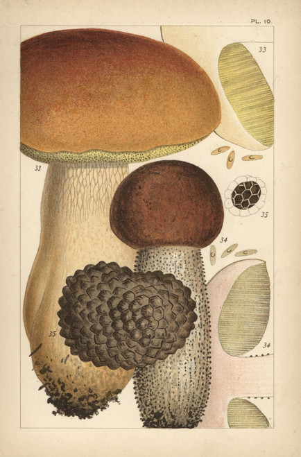 Porcino Mushroom  Birch Bolete  And Summer Truffle Poster Print By ® Florilegius / Mary Evans - Item # VARMEL10936591