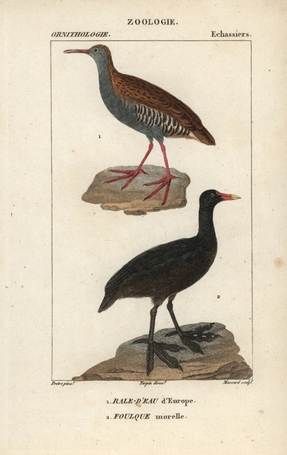 Water Rail  Rallus Aquaticus  And Eurasian Coot  Fulica Atra Poster Print By ® Florilegius / Mary Evans - Item # VARMEL10938965