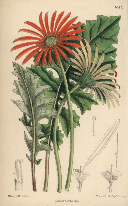 Gerbera Jamesoni  Orange Flower Native To The Transvaal Poster Print By ® Florilegius / Mary Evans - Item # VARMEL10935162