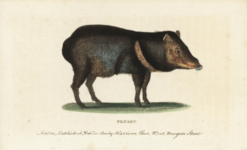 Collared Peccary  Pecari Tajacu Poster Print By ® Florilegius / Mary Evans - Item # VARMEL10937824