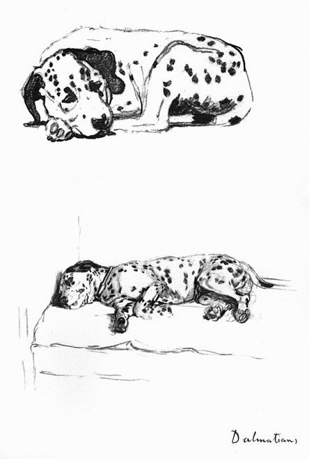 Sketches Of A Dalmatian Puppy By Cecil Aldin Poster Print By Mary Evans Picture Library - Item # VARMEL10957451