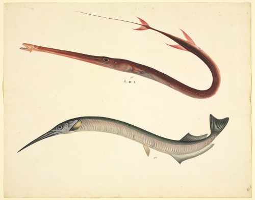 Ls Plate 154 From The John Reeves Collection Poster Print By Mary Evans / Natural History Museum - Item # VARMEL10707403 Ls Plate 154 From The John Reeves Collection Poster Print By Mary Evans / Natural History Museum - Item # VARMEL10707403