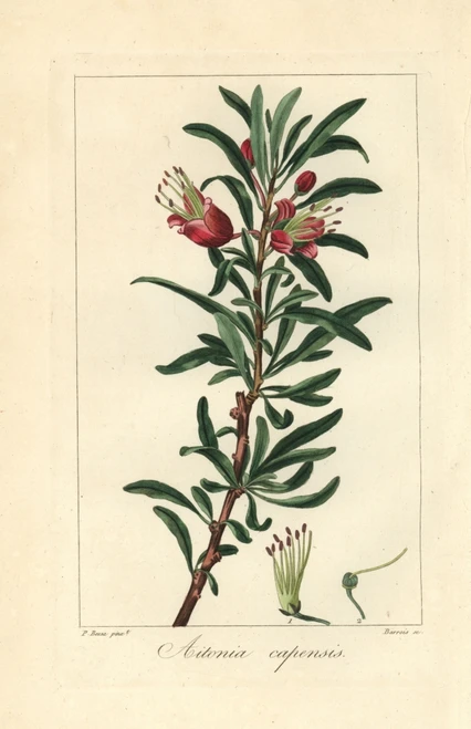 Klapperbos Or Chinese Lantern Tree  Nymania Capensis Poster Print By ® Florilegius / Mary Evans - Item # VARMEL10934624