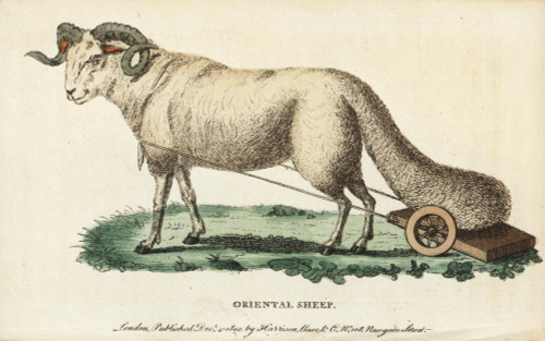 Oriental Broad-Tailed Sheep  Ovis Aries Laticaudata Poster Print By ® Florilegius / Mary Evans - Item # VARMEL10937827