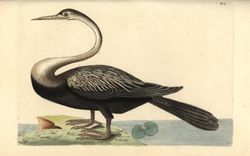 Indian Darter  Anhinga Melanogaster Near Threatened Poster Print By ® Florilegius / Mary Evans - Item # VARMEL10940498