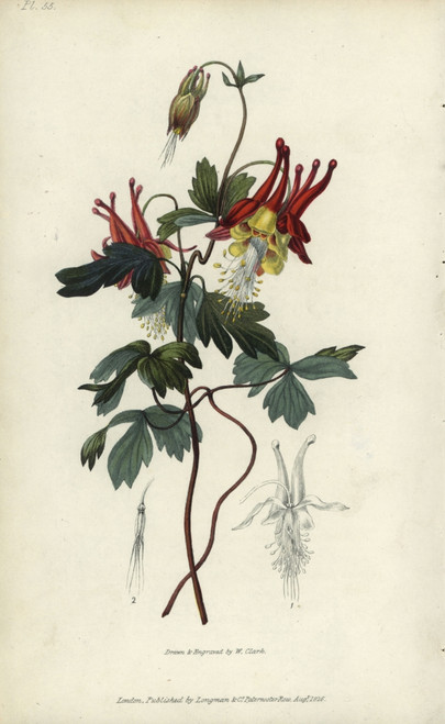 Slender Canadian Columbine  Aquilegia Canadensis Gracilis Poster Print By ® Florilegius / Mary Evans - Item # VARMEL10936769 Slender Canadian Columbine  Aquilegia Canadensis Gracilis Poster Print By ® Florilegius / Mary Evans - Item # VARMEL10936769