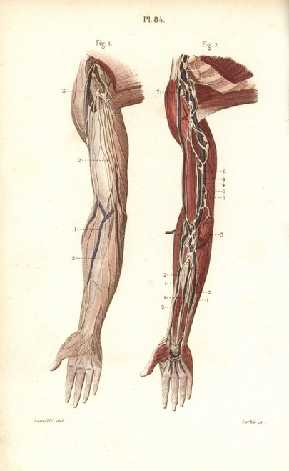 Lymphatic System In The Arm Poster Print By ® Florilegius / Mary Evans - Item # VARMEL10939641