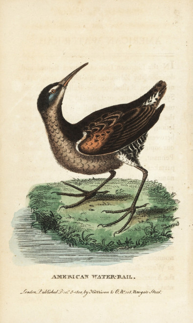 Virginia Rail  Rallus Limicola Poster Print By ® Florilegius / Mary Evans - Item # VARMEL10937803
