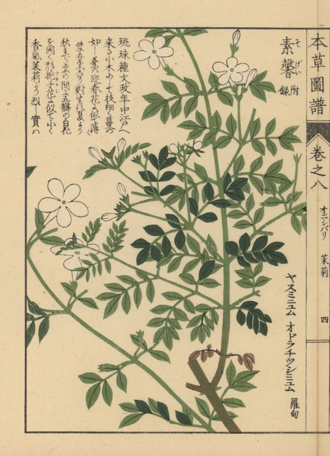 Spanish Jasmine And Showy Jasmine Poster Print By Florilegius Mary Evans Item Varmel Posterazzi Spanish Jasmine And Showy Jasmine Poster Print By Florilegius Mary Evans Item Varmel Posterazzi