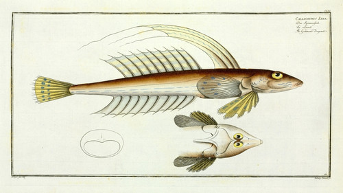 Callionymus Lyra Or The Gemmeous Dragnet Poster Print By Mary Evans / Natural History Museum - Item # VARMEL10987335