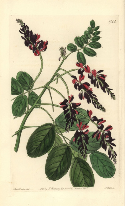 Purple-Flowered Indigo Plant  Indigofera Atropurpurea Poster Print By ® Florilegius / Mary Evans - Item # VARMEL10935273
