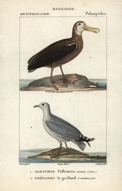 Wandering Albatross  Diomedea ExulansÀ Poster Print By ® Florilegius / Mary Evans - Item # VARMEL10939006