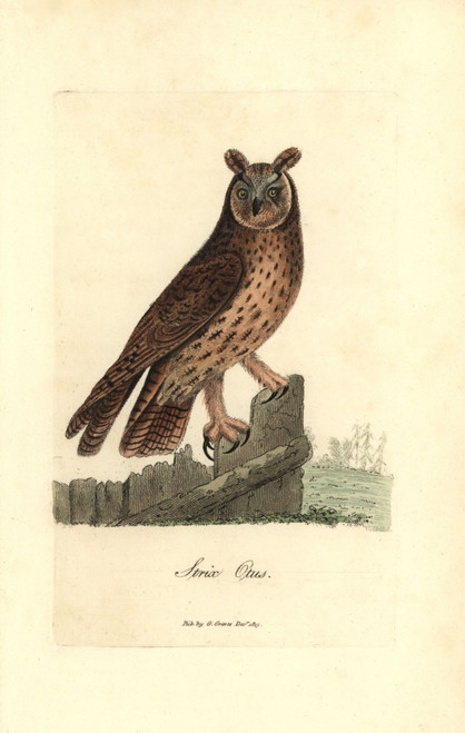 Long-Eared Owl  Asio Otus Poster Print By ® Florilegius / Mary Evans - Item # VARMEL10937309