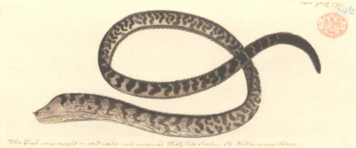 Gymnothorax Favagineus  Honeycomb Moray Eel Poster Print By Mary Evans / Natural History Museum - Item # VARMEL10707691