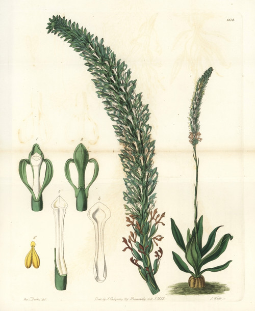 Lizard'S Tongue Orchid  Sauroglossum Nitidum Poster Print By ® Florilegius / Mary Evans - Item # VARMEL10940113