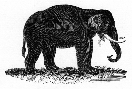 Indian Elephant Poster Print By Mary Evans Picture Library/Peter & Dawn Cope Collection - Item # VARMEL11066343