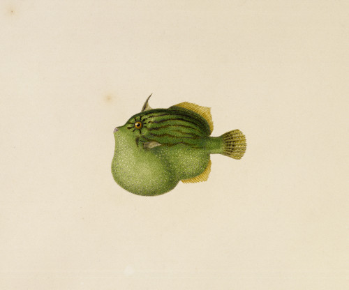 Brachaluteres Jacksonianus  Southern Pygmy Leatherjacket Poster Print By Mary Evans / Natural History Museum - Item # VARMEL10705030