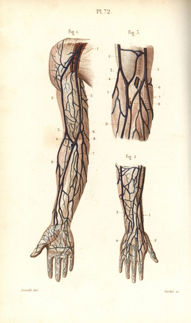 Circulatory System To The Arm And Hand Poster Print By ® Florilegius / Mary Evans - Item # VARMEL10939628