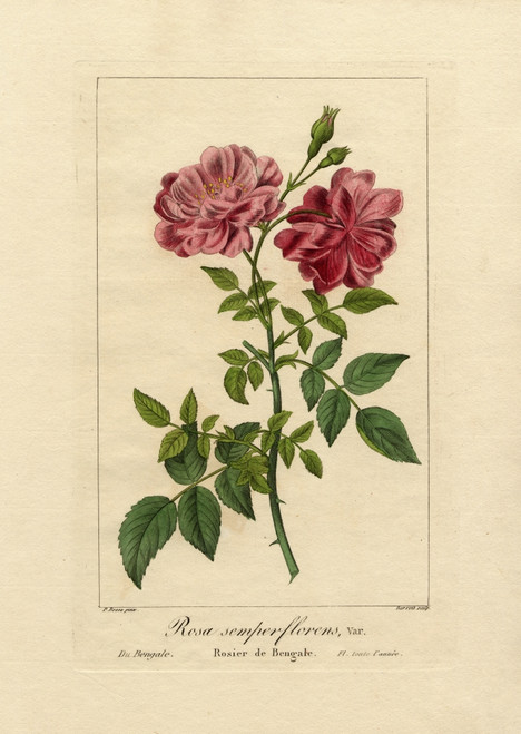 Everlasting Rose Of India  Rosa Semperflorens Var Du Bengale Poster Print By ® Florilegius / Mary Evans - Item # VARMEL10934691