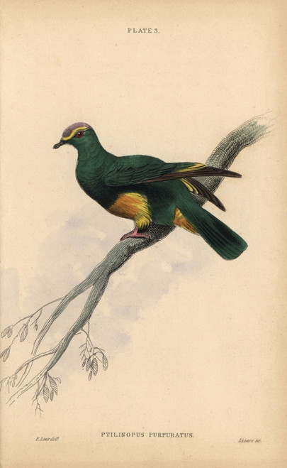 Grey-Green Fruit Dove  Ptilinopus Purpuratus Poster Print By ® Florilegius / Mary Evans - Item # VARMEL10938847
