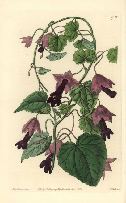 Purple Bell Vine  Lophospermum Atrosanguineum Poster Print By ® Florilegius / Mary Evans - Item # VARMEL10935283