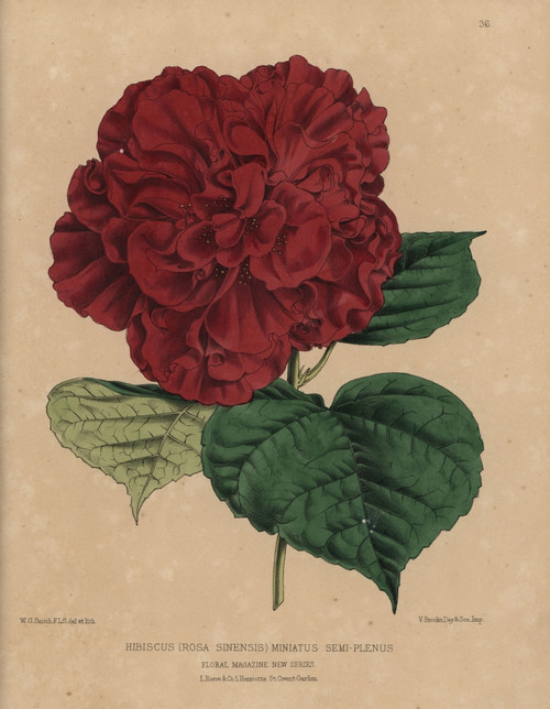 Crimson Hibiscus Variety  Hibiscus Rosa Sinensisà Poster Print By ® Florilegius / Mary Evans - Item # VARMEL10936816